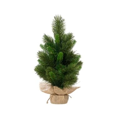 Everlands Edmonton Spruce indoor